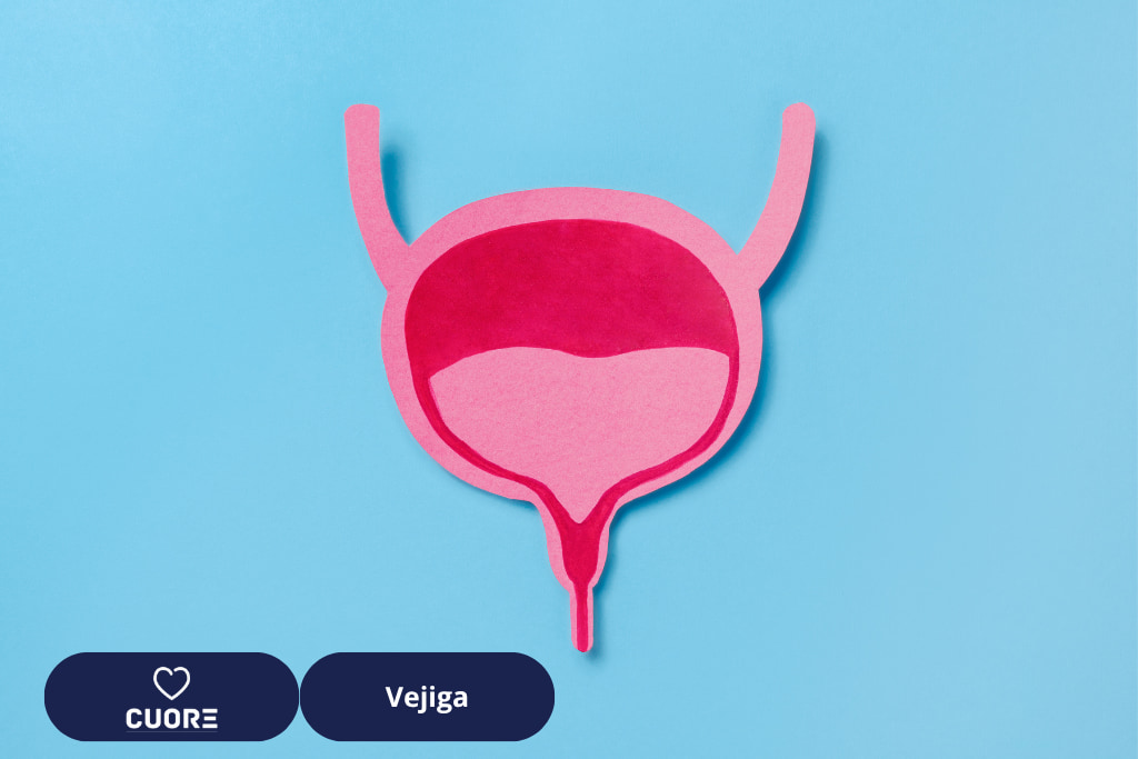 Vejiga y función del suelo pélvico